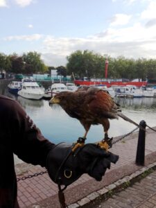 Harris Hawk Oct 2016