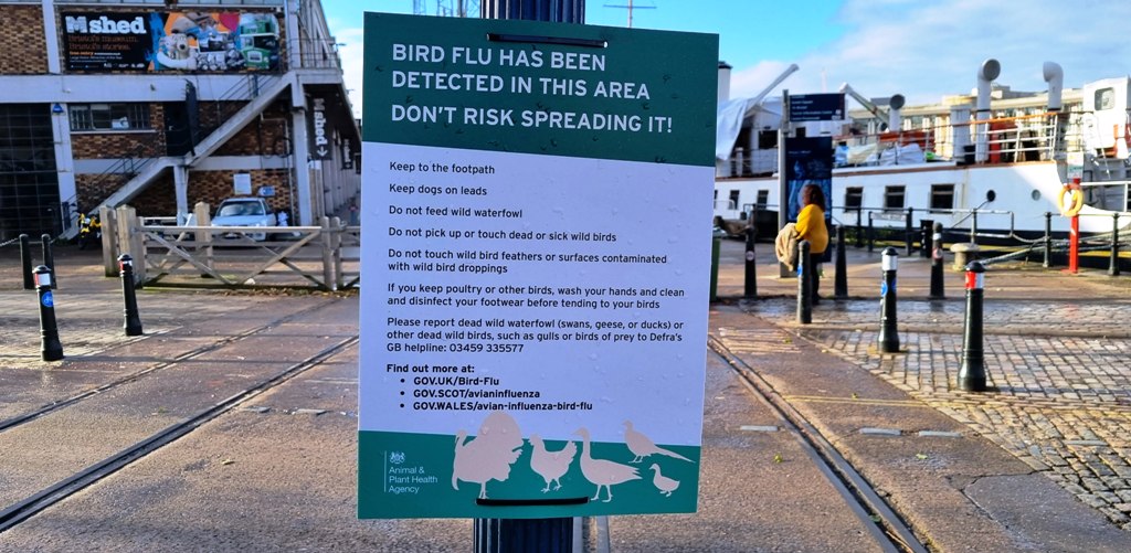 Bird flu Friends of Bathurst Basin