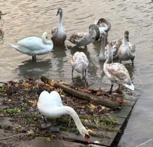 Large family of swans Dec 2023